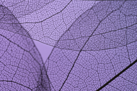 Delicate purple leaf skeleton texture background