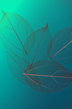 Skeleton leaves on turquoise background