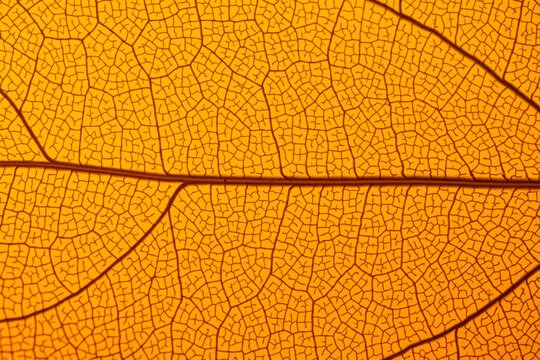 Close-up view of intricate leaf skeleton textures