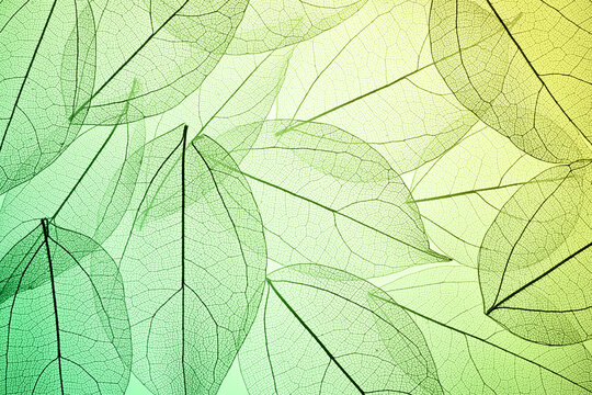 Fototapeta Leaves skeleton texture in green gradient background