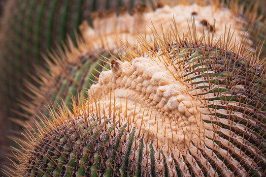 Close up of cactus texture and spines