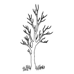  Bare Tree Line Art – Leafless Branch Vector Illustration
