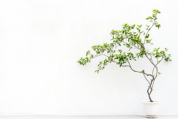 A small tree with green leaves grows in a white pot against a plain white wall