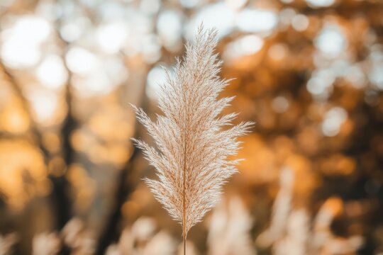 Close-up of a light beige pampas grass flower head, soft bokeh background of autumnal colors - Powered by Adobe