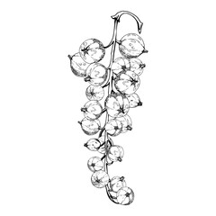 Currant gooseberry cluster bunch on branch, ripe garden berry juneberry casseille jostaberry, vector ink hand drawn. Isolated botanical illustration. Home preserves, cookbook, grocery store stationery