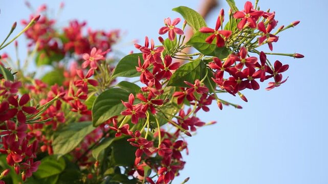 beautiful ragoon creeper flower blooming and wind blowing, (Madhumalati Vine) Combretum indicum known as the Rangoon creeper vine with red flower clusters beautiful flowers Blooming in summer season
