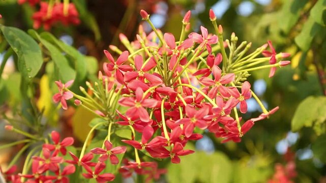 beautiful ragoon creeper flower blooming and wind blowing, (Madhumalati Vine) Combretum indicum known as the Rangoon creeper vine with red flower clusters beautiful flowers Blooming in summer season
