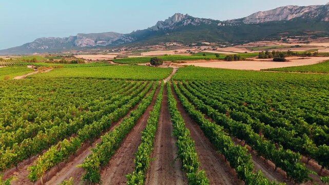 Beautiful vineyard in Basque country, Spain, at sunset