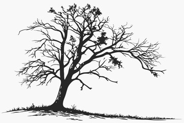 Fototapeta premium Nature’s Silence – Thailand Tree Silhouette