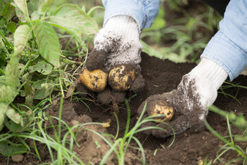 採れたてのジャガイモを収穫する農家の人の手元のクローズアップ顔無し