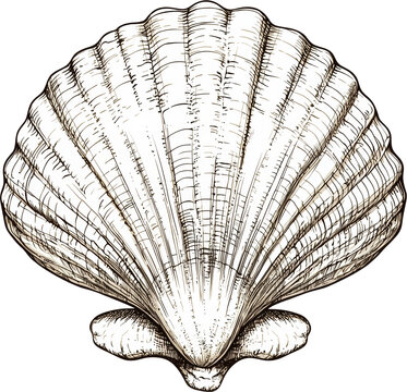 shell art drawing painting outline sketch illustration 