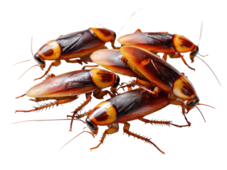 Unwelcome Guests: A close-up shot of a cluster of cockroaches, highlighting their segmented bodies, antennae, and legs, with a clear depiction of their exoskeletons, creating a sense of unease.