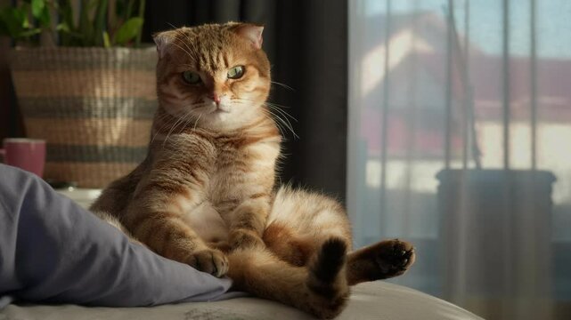 Grumpy-looking ginger Scottish Fold cat sits upright on a bed in a human-like pose, staring directly at the camera with a judging expression and crossed paws.
