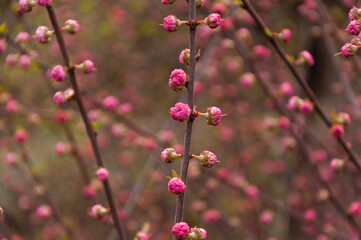 Selective focus of beautiful branches of pink flowers on the tree, Nature floral background.