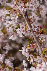 white flowers of fruit trees in spring garden