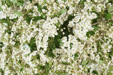 Hawthorn blossoms - Background