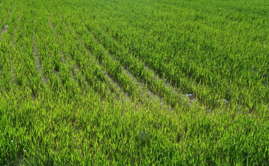 Blé vert eu printemps.