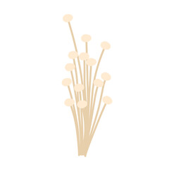 Flat design Hand drawn Enoki mushroom illustration. Illustration of edible Enoki mushroom plant 