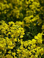 Close-up of blooming rapeseed. A field of yellow flowers. The arrival of spring and the scents in the field.