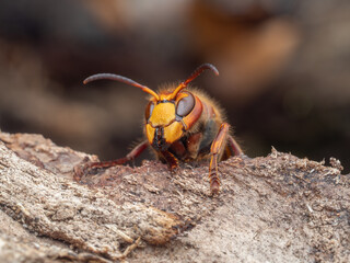 Frontale Nahaufnahme einer Europäischen Hornissenkönigin (Vespa crabro), die mit aufgerichteten Fühlern über ein Stück Baumrinde schaut.