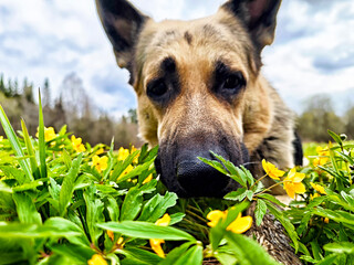 German Shepherd exploring a field of yellow flowers on a cloudy day in springtime