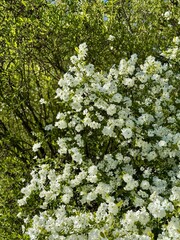 flowering bush in the park