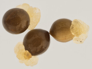 Nahaufnahme mehrerer Schneeglöckchensamen (Galanthus nivalis) vor neutralem Hintergrund. An den Samen ist deutlich ein Eliaosom zu erkennen.