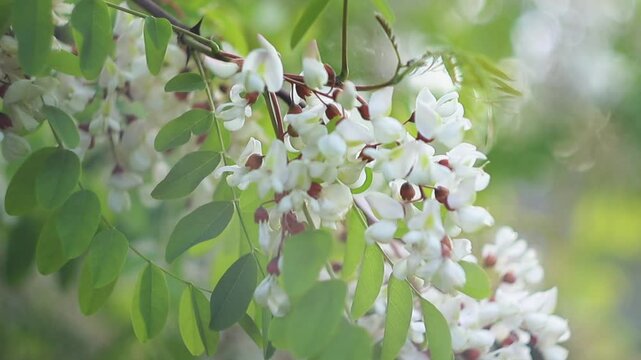 Black locust, robinia pseudoacacia tree in blossom. Slow motion focus shot of white petals. Spring, nature background