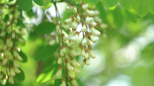 Black locust, robinia pseudoacacia tree in blossom. Slow motion focus shot of white petals. Spring, nature background