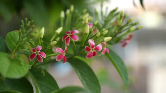 beautiful ragoon creeper flower blooming and wind blowing, (Madhumalati Vine) Combretum indicum known as the Rangoon creeper vine with red flower clusters beautiful flowers Blooming in summer season
