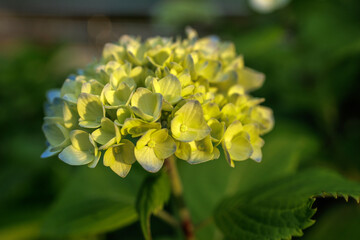 Obraz premium Young hydrangea flower's soft yellow hues take on vivid yellow color under illumination of golden hour sunlight,showcasing details and natural beauty of the flower cluster against a bokeh background.