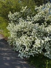flowering bush in the park