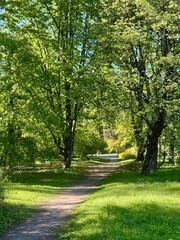 alley in the botanical garden