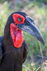 South Africa, Kruger National Park, Southern Ground-Hornbill (Bucorvus leadbeateri)