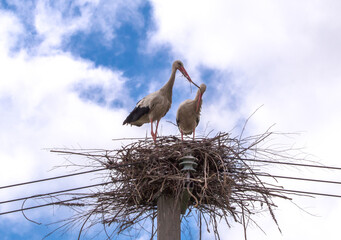 Fototapeta premium Two storks stand in a large, spreading nest on top of a concrete pole wrapped in wires. 