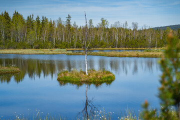 Fototapeta premium Chalupska slat peat bog in Sumava National Park, Czech Republic. The rustic cabin sits quietly beside the tranquil waters, surrounded by lush greenery, floating islands of moss, and scattered birch