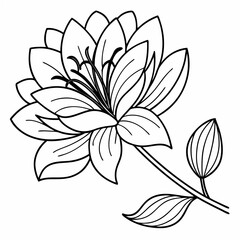 vector illustration of lily flower