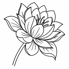 vector illustration of lily flower