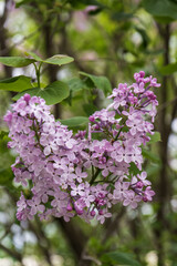 Obraz premium lilac flowers on a branch in a spring garden