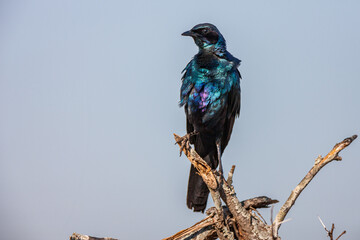 South Africa, Kruger National Park, Burchell's Glossy-starling (Lamprotornis australis)