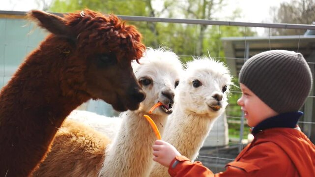 A boy feeding three nice alpacas carrots