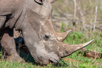 South Africa, Kruger National Park, White Rhinoceros 