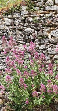 (Valeriana rubra) An upright clump of red valerian with clusters of small deep pink star-shaped flowers above blue-green foliage growing at the foot of an old stone wall