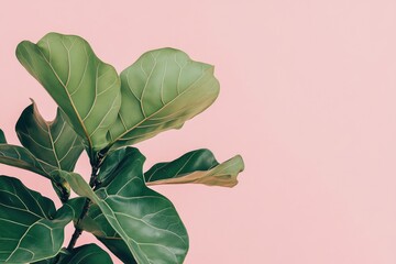 Lush green fiddle-leaf fig leaves against soft pink