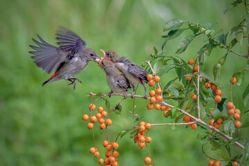 Sun-bird (Nectarinia jugularis) Female feeding new born chicks on branch, Sun-bird feeding, Sun-bird hovering
