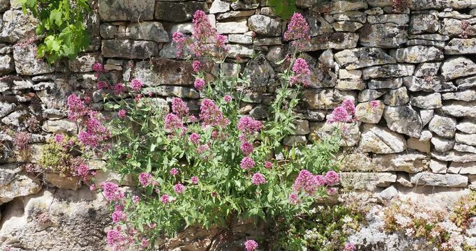 A clump-forming of Red valerian (Centranthus Ruber) with clusters of pink star-shaped flowers atop stems clothed with blue-green oval and lanceolate foliage 