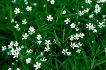Natural photograph of a dense field of Stellaria holostea, also known as greater stitchwort, with delicate white star-shaped flowers blooming among green grass. Ideal for botanical or spring themes.