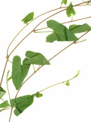 hedge bindweed plant scient. name Calystegia sepium