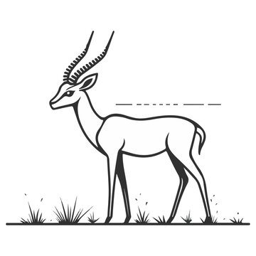gazelle, animal, vector, transparent background, wildlife, mammal, nature, cute, antelope, zoo, isolated, farm, herbivore, springbok