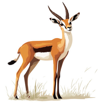 gazelle, animal, vector, transparent background, wildlife, mammal, nature, cute, antelope, zoo, isolated, farm, herbivore, springbok